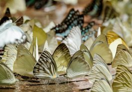 Variety of butterflies on the ground: Photo 81633055 © Pleprakaymas | Dreamstime.com