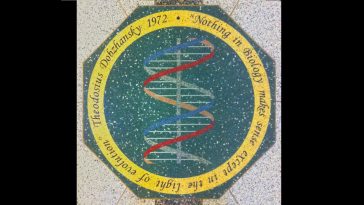 Mosaic at Notre Dame Uni. of Dobzhansky's statement that "Nothing in biology makes sense except in the light of evolution."