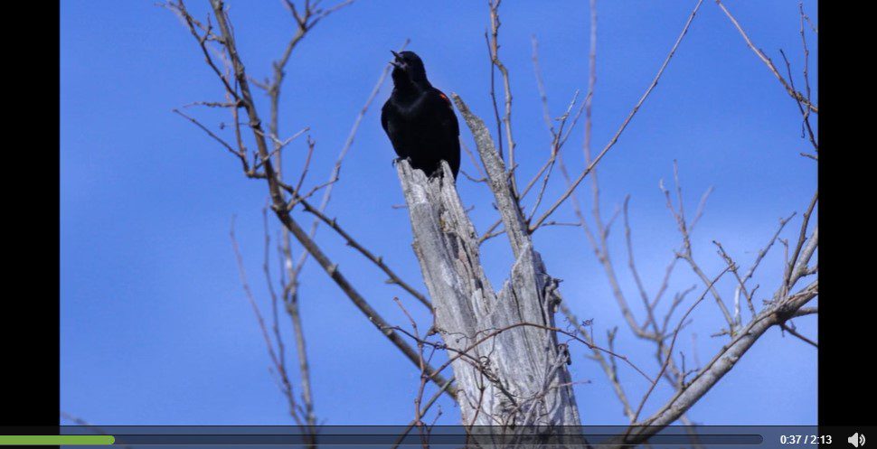 Red-winged Blackbird video still
