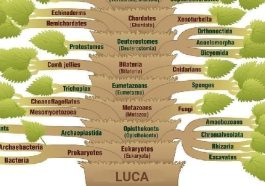 Phylogenetic-tree-of-life-base-evolution-dreamstime_m_51982494