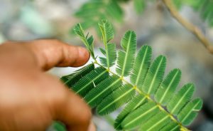 Sensitive plant, Mimosa pudica beginning to fold from touch: Photo 150941522 / Mimosa Pudica © Harismoyo | Dreamstime.com