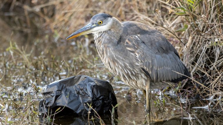 Blue heron with trash in the water: Photo 165844354 © William Wise | Dreamstime.com