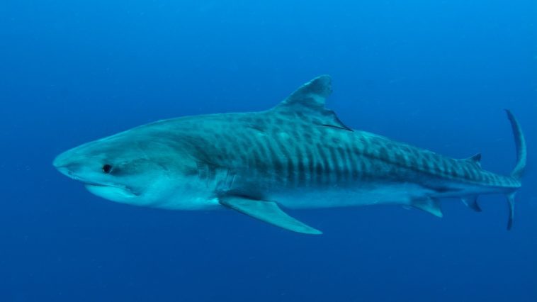 Tiger shark: Photo 72033726 © Stefan Pircher | Dreamstime.com