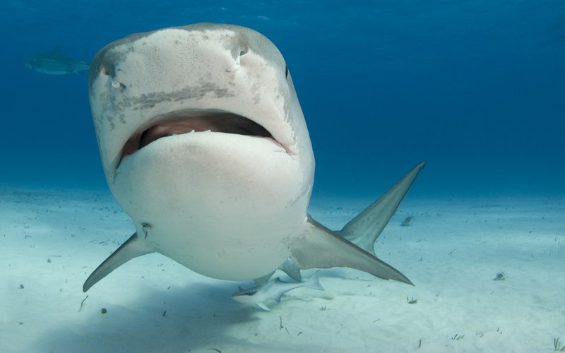 Tiger Shark snout showing dark spots for ampullae of Lorenzini: Photo 12420746 © Naluphoto | Dreamstime.com