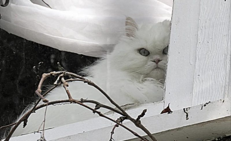 White cat in a window, photo credit Wendy-Macdonald