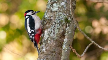 Great spotted woodpecker on a tree trunk: Photo 11300942 © Dominique Dietiker | Dreamstime.com
