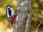 Great spotted woodpecker on a tree trunk: Photo 11300942 © Dominique Dietiker | Dreamstime.com