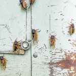 Periodical cicadas drying their new wings on a wall: Photo 219488084 © Lawcain | Dreamstime.com