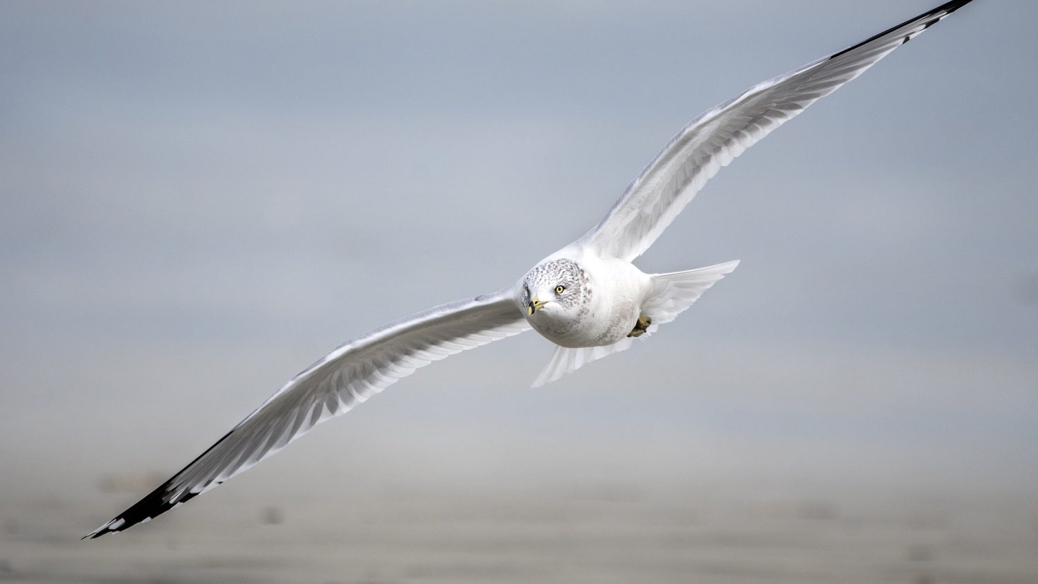 Ring-billed gull: Photo 168092040 © William Wise | Dreamstime.com