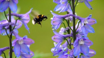 Bumblebee flying to a flowerstalk: Photo 1167421 / Bumblebee Flower © Domagoj Vidovic | Dreamstime.com