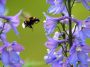 Bumblebee flying to a flowerstalk: Photo 1167421 / Bumblebee Flower © Domagoj Vidovic | Dreamstime.com