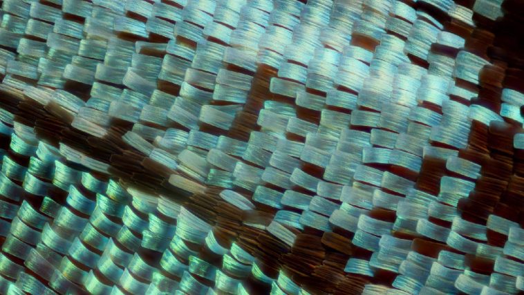 Butterfly wing scales magnified: Photo 246309678 / Butterfly Scales © Nevodka | Dreamstime.com