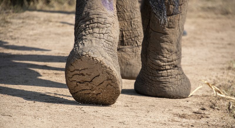 Elephant's feet moving away from us: Photo 157746497 / Elephant African © Izanbar | Dreamstime.com