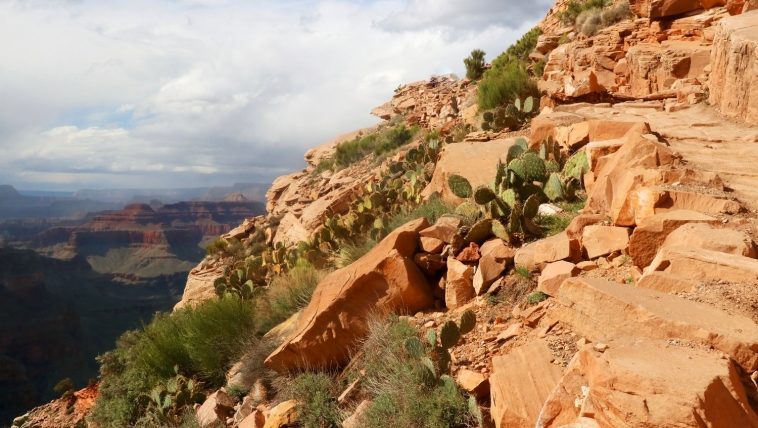 Grand Canyon trail closeup with cactus and sandstone: Photo 93773884 © Marynag | Dreamstime.com