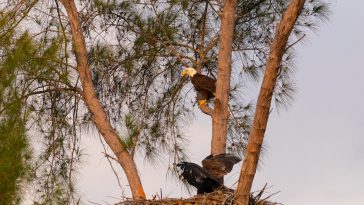 Bald Eagle nest, FL, with parent above and fledgling spreading its wings: Photo 146424192 / Bald Eagle Family © Smitty411 | Dreamstime.com