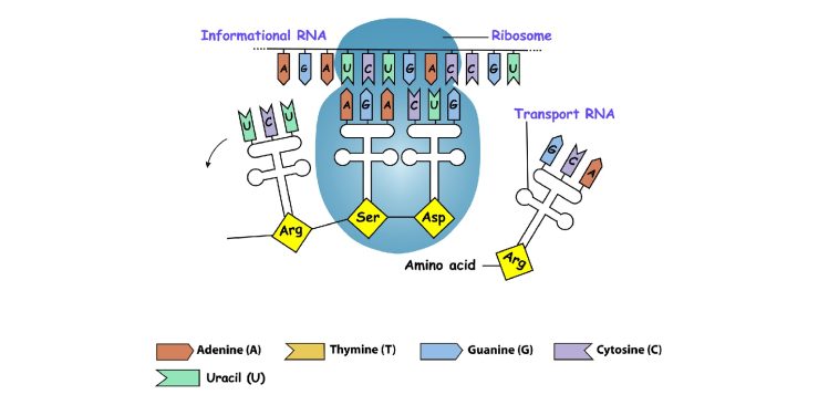 Translating DNA to mRNA: Illustration 139579416 © Vitalii Zhurakovskyi | Dreamstime.com