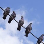 Pigeons sitting on a wire: Photo 21603359 / Pigeons © Remus Grigore | Dreamstime.com