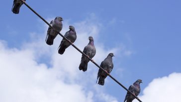Pigeons sitting on a wire: Photo 21603359 / Pigeons © Remus Grigore | Dreamstime.com