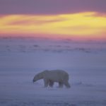 Polar bears on the ice in Canada: Photo 5673659 / Arctic Twilight © Outdoorsman | Dreamstime.com
