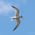 Lesser tern, photo credit: William Wise photography