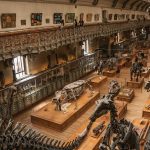 Gallery of Paleontology and Comparative Anatomy, Paris: Photo 108545796 © Marcello Celli | Dreamstime.com