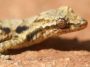 House gecko closeup: Photo 13134479 © Brian Magnier | Dreamstime.com