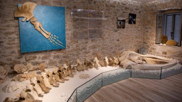 Fin Whale skeleton on display in Kastos, Greece: Photo 176540603 © Kurylo54 | Dreamstime.com