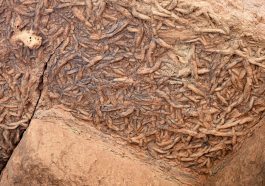 Worm burrow trace fossils, overhanging rock Grand Canyon: Photo 237727258 / Wilderness © Andy Millard | Dreamstime.com