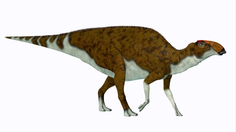 Brachylophosaurus: Illustration 125876256 © Corey A Ford | Dreamstime.com
