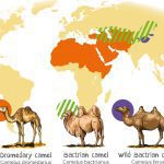 Camel species: Illustration 251041784 © Lukaves | Dreamstime.com