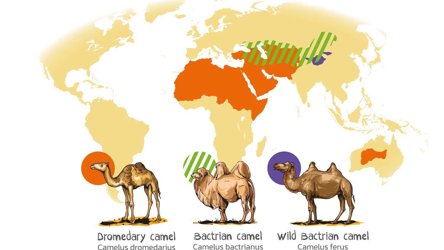 Camel species: Illustration 251041784 © Lukaves | Dreamstime.com