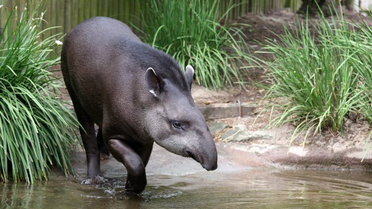 Tapir, Sydney Zoo: Photo 31759022 © Tanya Puntti | Dreamstime.com