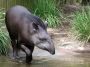 Tapir, Sydney Zoo: Photo 31759022 © Tanya Puntti | Dreamstime.com