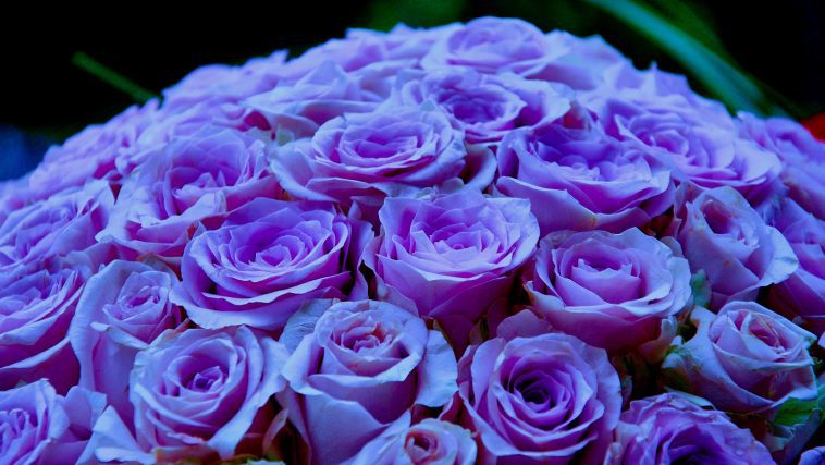 Hue adjusted Lavender Roses: Photo 58743221 / Rose © Lena Petersson | Dreamstime.com