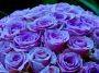 Hue adjusted Lavender Roses: Photo 58743221 / Rose © Lena Petersson | Dreamstime.com