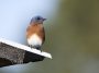Eastern bluebird on a tin roof: Photo 169535181 © William Wise | Dreamstime.com