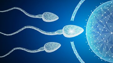 Human Egg and Sperm: Illustration 136103259 © Andrii Panchyk | Dreamstime.com