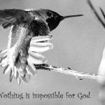 Hummingbird, photo credit: Wendy Macdonald