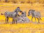 Termite mound with zebras, Botswana: Photo 137533503 © Pytyczech | Dreamstime.com
