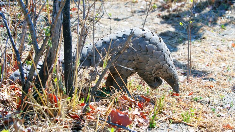 Wild Pangolin in Zimbabwe: Photo 143782386 © Paula Joyce | Dreamstime.com
