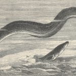 early illustration of the European eel