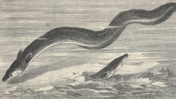 early illustration of the European eel