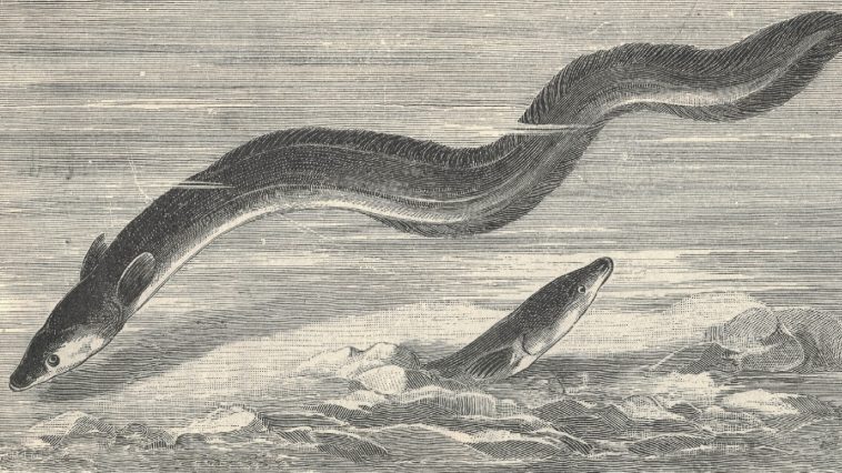 early illustration of the European eel