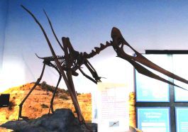 Pteranodon at the Mount St Helens Creation Center