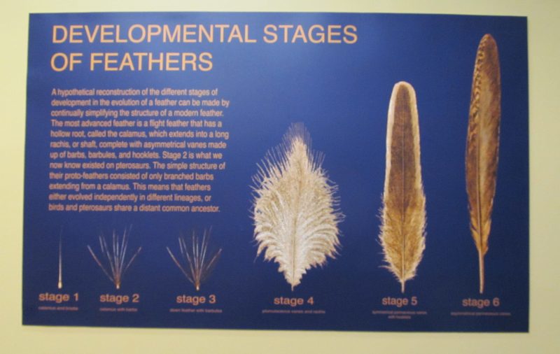 Evolution of feathers museum display