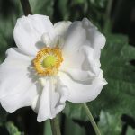 White Rose closeup, photo credit: Wendy Macdonald