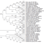 Phylogenetic tree for the felid (cat) group