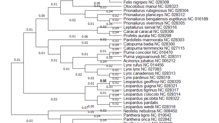 Phylogenetic tree for the felid (cat) group