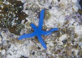 Blue sea star regenerating limb: ID 108088441 © Viacheslav Dubrovin | Dreamstime.com