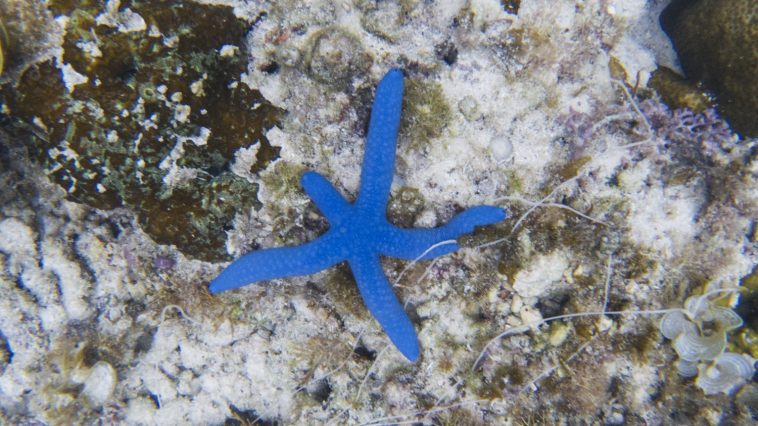 Blue sea star regenerating limb: ID 108088441 © Viacheslav Dubrovin | Dreamstime.com